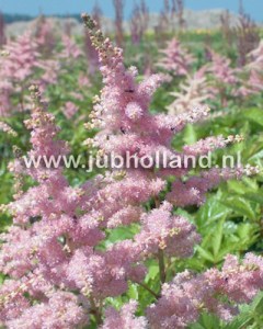 Astilbe Sugarberry.jpg